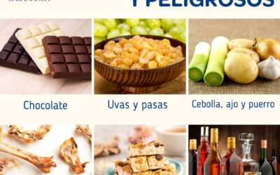 Cuidado con los alimentos tóxicos estas fiestas